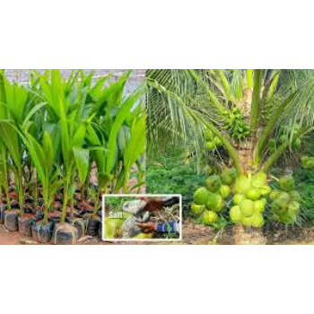 No1 Coconut Plant